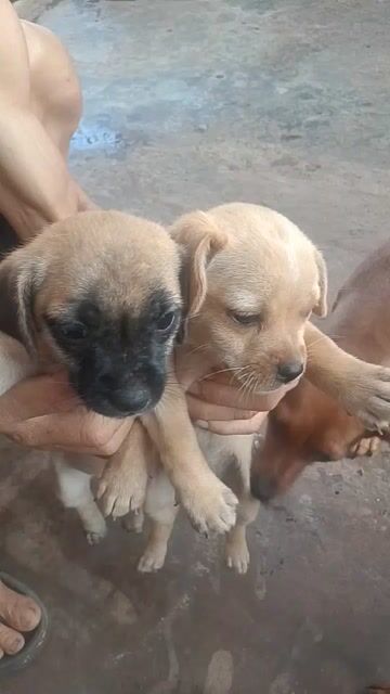 Chó Poodle Nâu Thân thiện Khỏe mạnh. Mua bán Chó tại Thành phố Buôn Ma Thuột Đắk Lắk được đăng bởi Nguyễn Hung hình 1