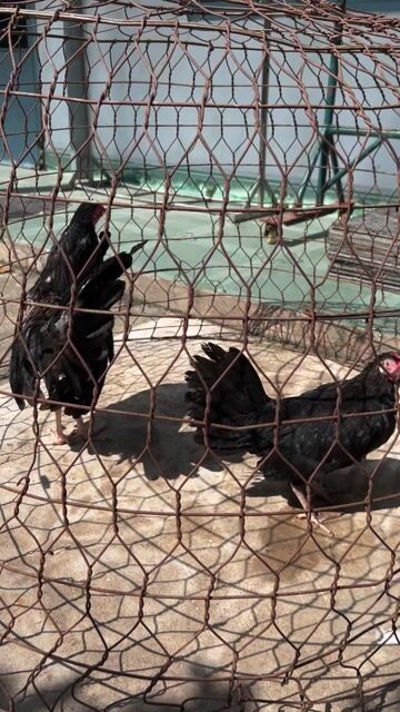 cặp gà black Butcher mini. Mua bán Gà tại Quận Bình Thạnh Tp Hồ Chí Minh được đăng bởi Quốc thái hình 1
