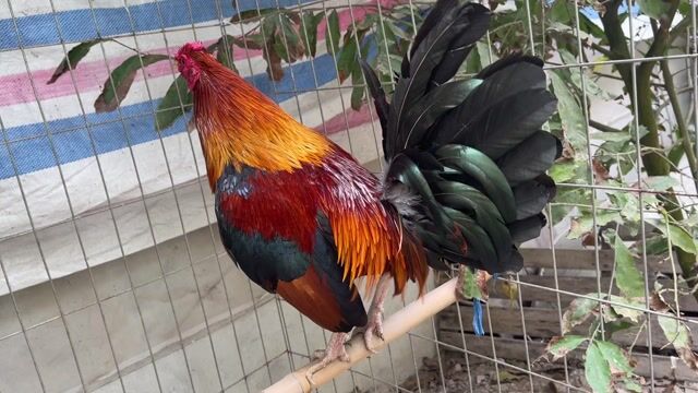 Gà tre 1.750kg. Mua bán Gà tại Quận Bình Tân Tp Hồ Chí Minh được đăng bởi Minh hình 1