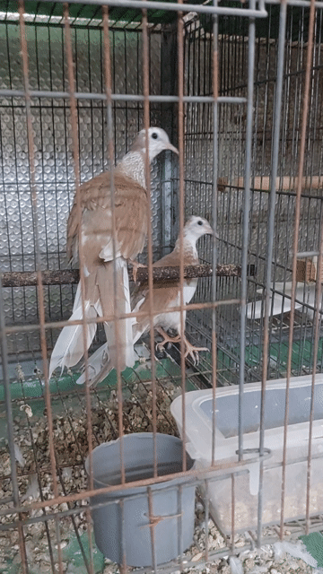 Cu thái vân rồng Đỏ bông truởng thành. Mua bán Chim tại Thành phố Thủ Đức Tp Hồ Chí Minh được đăng bởi Thùy Nhiên hình 1