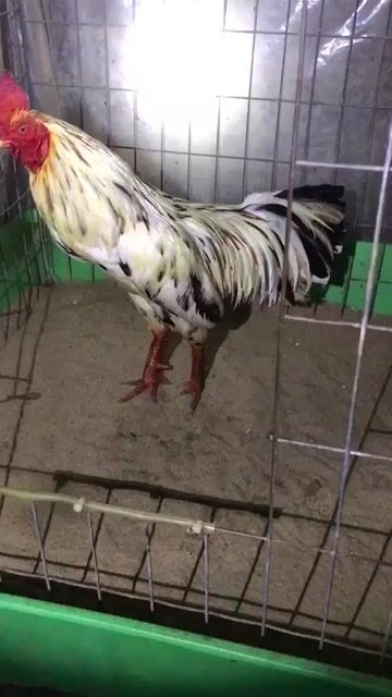 Gà Xám 2.4kg. Mua bán Gà tại Thành phố Cà Mau Cà Mau được đăng bởi gà đá hình 1