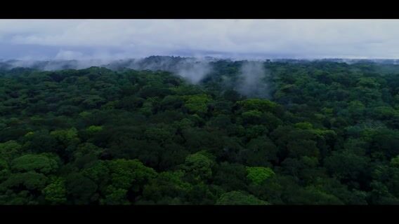 Guyanimaux : l'arrivée des sauveurs