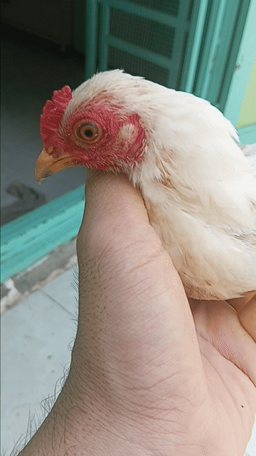 cập gà tre bắc. Mua bán Gà tại Quận Bình Tân Tp Hồ Chí Minh được đăng bởi gà kiển hình 1
