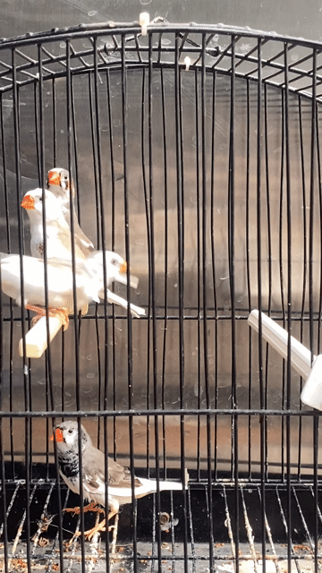 Chim Manh Manh Nhật sinh sản trưởng thành. Mua bán Chim tại Huyện Bình Chánh Tp Hồ Chí Minh được đăng bởi Long pham hình 1