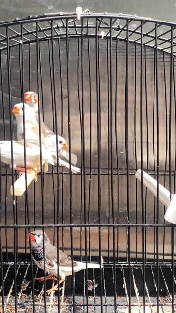 Chim Manh Manh Nhật sinh sản trưởng thành. Mua bán Chim tại Huyện Bình Chánh Tp Hồ Chí Minh được đăng bởi Long pham hình 1
