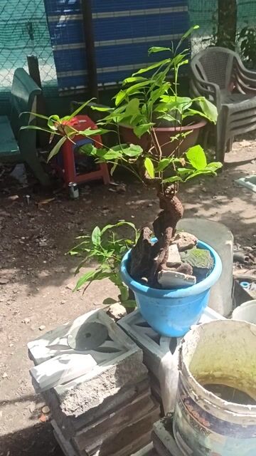 Mai vàng để bàn zin chưa ghép sống khỏe. Mua bán Cây cảnh, đồ trang trí tại Huyện Hóc Môn Tp Hồ Chí Minh được đăng bởi Tý hình 1