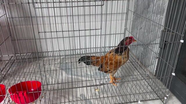 Gà kiểng Nâu đen. Mua bán Gà tại Huyện Cần Giờ Tp Hồ Chí Minh được đăng bởi Văn Phong hình 1