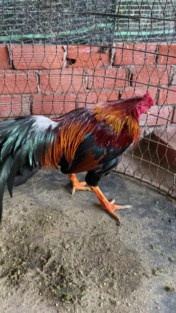 Điều 3kg5 hơi Khô lông. Mua bán Gà tại Huyện Tân Phú Đông Tiền Giang được đăng bởi Cảnh Gà TG hình 1