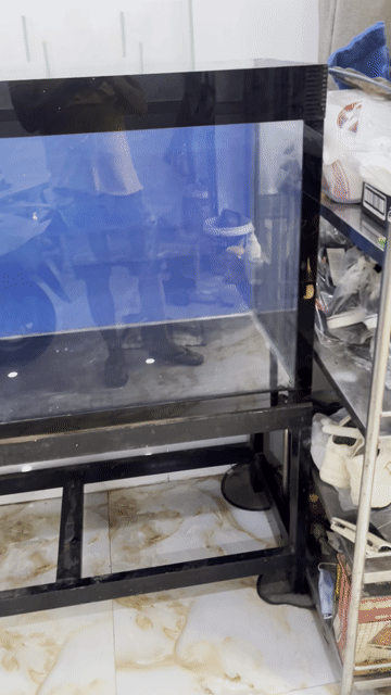 Hồ cá kính 10 li mới 95%. Mua bán Phụ kiện, Thức ăn, Dịch vụ tại Quận 6 Tp Hồ Chí Minh được đăng bởi Nguyễn Tuấn Dũng hình 1