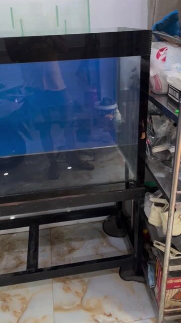 Hồ cá kính 10 li mới 95%. Mua bán Phụ kiện, Thức ăn, Dịch vụ tại Quận 6 Tp Hồ Chí Minh được đăng bởi Nguyễn Tuấn Dũng hình 1