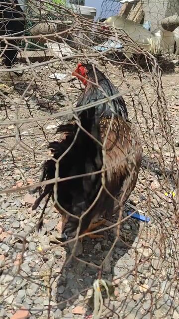 Gà mái lưỡng nhãn. Mua bán Gà tại Quận 10 Tp Hồ Chí Minh được đăng bởi Khoi hình 1