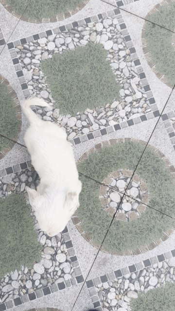 Chó Chihuahua lai đực 2-3 tháng trắng. Mua bán Chó tại Huyện Kiến Thuỵ Hải Phòng được đăng bởi Pham Quang Đai hình 1