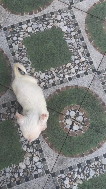 Chó Chihuahua lai đực 2-3 tháng trắng. Mua bán Chó tại Huyện Kiến Thuỵ Hải Phòng được đăng bởi Pham Quang Đai hình 1