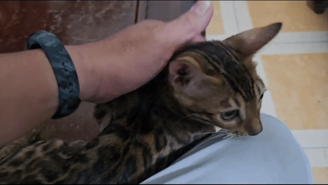 Mèo Bengal vằn vện 2 tháng tuổi. Mua bán Mèo tại Quận Bình Tân Tp Hồ Chí Minh được đăng bởi Đinh Công Thành hình 1