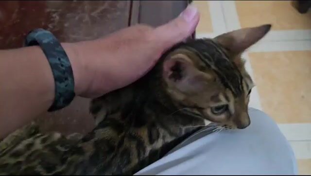 Mèo Bengal vằn vện 2 tháng tuổi. Mua bán Mèo tại Quận Bình Tân Tp Hồ Chí Minh được đăng bởi Đinh Công Thành hình 1