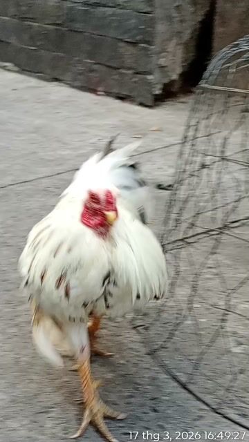 Gà kiểng Trắng Cặp 1.6kg/1kg. Mua bán Gà tại Quận 3 Tp Hồ Chí Minh được đăng bởi Minh Văn Chung hình 1