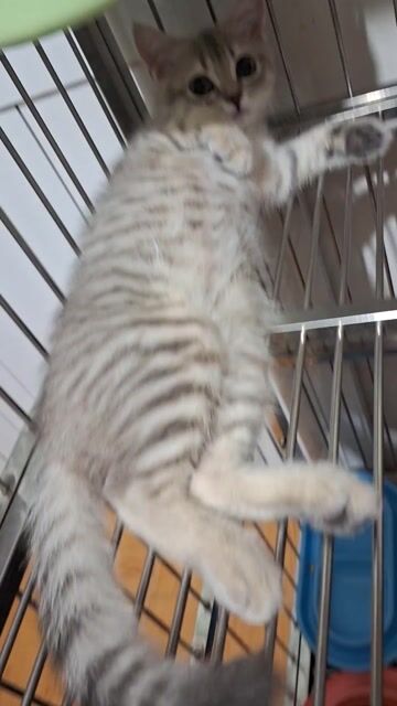 Mèo aln chân dài Xám mắt Xanh. Mua bán Mèo tại Quận Bình Tân Tp Hồ Chí Minh được đăng bởi Chan BT hình 1