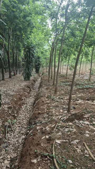 Mua bán Đất Huyện Đồng Phú Bình Phước diện tích 29000 m² giá 6 tỷ