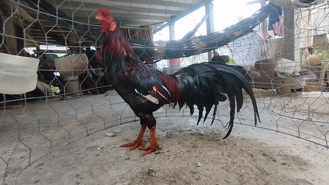 siu Mỹ 2kg5 tay 1cuc đá liền. Mua bán Gà tại Huyện Châu Thành An Giang được đăng bởi Nhi Gà Đá hình 1