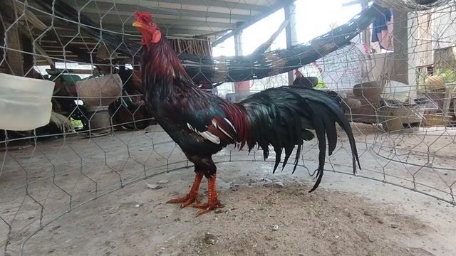 siu Mỹ 2kg5 tay 1cuc đá liền. Mua bán Gà tại Huyện Châu Thành An Giang được đăng bởi Nhi Gà Đá hình 1
