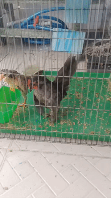 Gà Xám 2 lạng . Mua bán Gà tại Quận Bình Tân Tp Hồ Chí Minh được đăng bởi  Gà lấu hình 1
