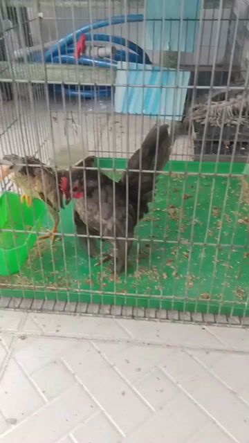 Gà Xám 2 lạng . Mua bán Gà tại Quận Bình Tân Tp Hồ Chí Minh được đăng bởi  Gà lấu hình 1