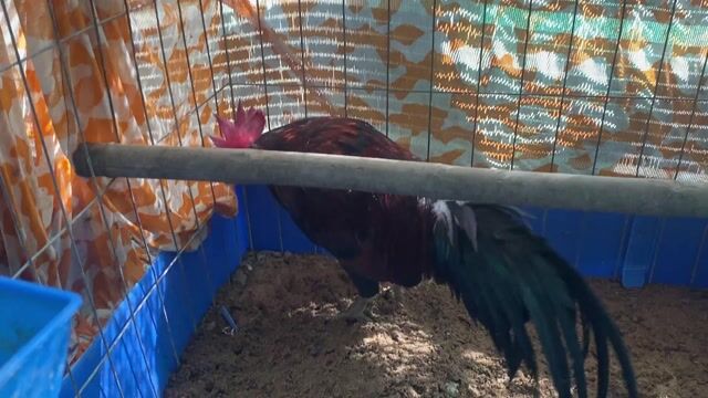 Gà tơ đực 2.4kg và Gà tơ đực 2kg2. Mua bán Gà tại Huyện Vĩnh Thạnh Cần Thơ được đăng bởi Trại Gà Cần Thơ hình 1