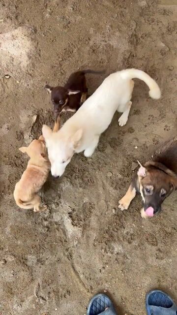 Bán Chó Cỏ, Chó Lai Becgie Nòi To, Chó Cảnh. Mua bán Chó tại Thành phố Vinh Nghệ An được đăng bởi Hoàng Anh Hoàng Huy Ơi hình 1