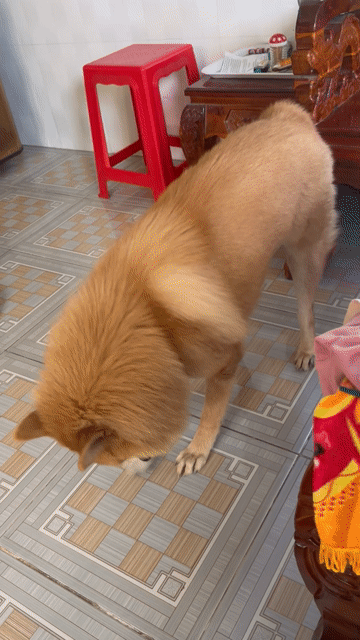 Cọc vàng Lưỡi thép . 1 tuổi . Mua bán Chó tại Huyện Cái Bè Tiền Giang được đăng bởi Nguyễn Huỳnh Nhân hình 1