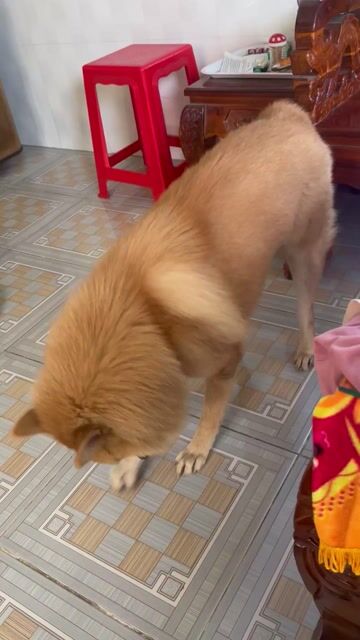 Cọc vàng Lưỡi thép . 1 tuổi . Mua bán Chó tại Huyện Cái Bè Tiền Giang được đăng bởi Nguyễn Huỳnh Nhân hình 1