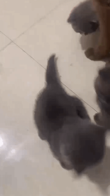 Mèo Munchkin lai Anh lông ngắn Cái. Mua bán Mèo tại Quận Hà Đông Hà Nội được đăng bởi chi bảo hình 1