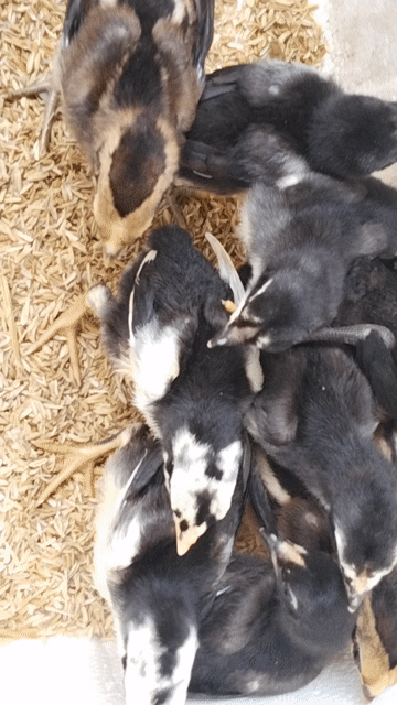 Gà chọi giống Đen, Nâu, Trắng. Mua bán Gà tại Huyện Đông Sơn Thanh Hóa được đăng bởi Lê quang hà  hình 1