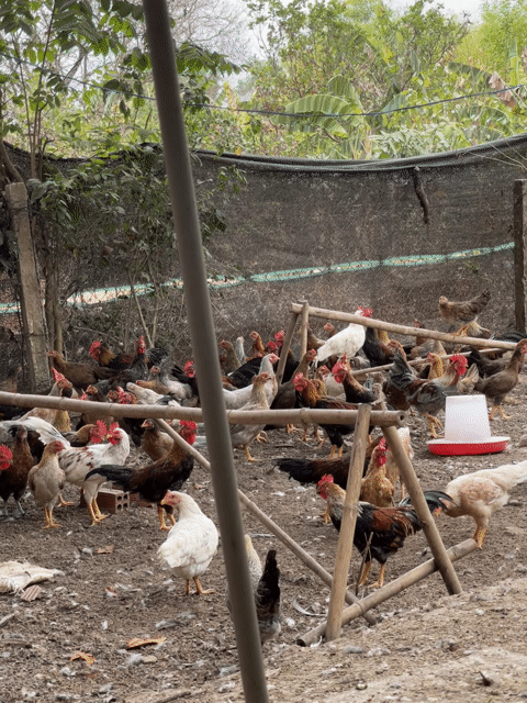 gà tre thả vườn. Mua bán Đồ ăn, thực phẩm và các loại khác tại Huyện Xuân Lộc Đồng Nai được đăng bởi Nguyễn Trần Như Thảo hình 1