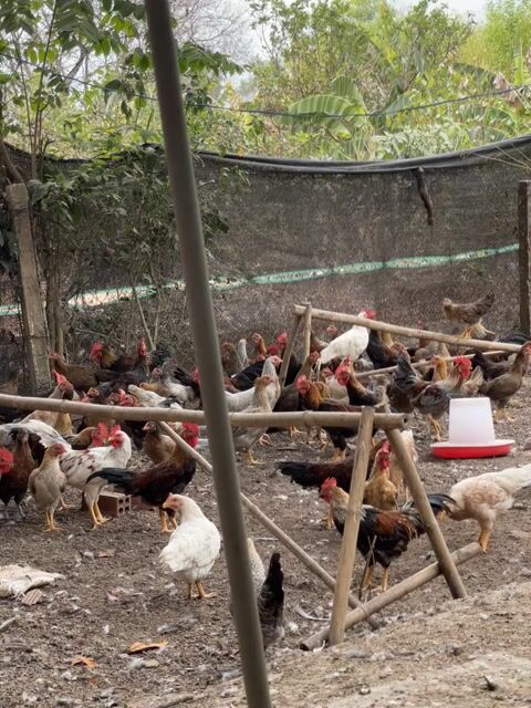 gà tre thả vườn. Mua bán Đồ ăn, thực phẩm và các loại khác tại Huyện Xuân Lộc Đồng Nai được đăng bởi Nguyễn Trần Như Thảo hình 1
