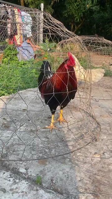 Điều đỏ 2800gram. Mua bán Gà tại Thành phố Cao Lãnh Đồng Tháp được đăng bởi Gà Đá Miền Tây hình 1