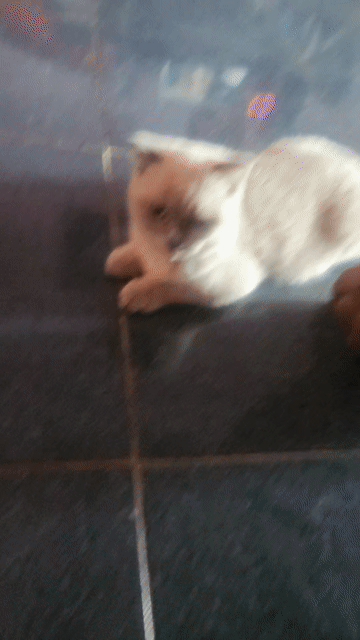 Mèo Scottish Fold Cái màu Kem. Mua bán Mèo tại Thành phố Thủ Dầu Một Bình Dương được đăng bởi Huyhoang Nguyễn hình 1