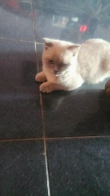 Mèo Scottish Fold Cái màu Kem. Mua bán Mèo tại Thành phố Thủ Dầu Một Bình Dương được đăng bởi Huyhoang Nguyễn hình 1