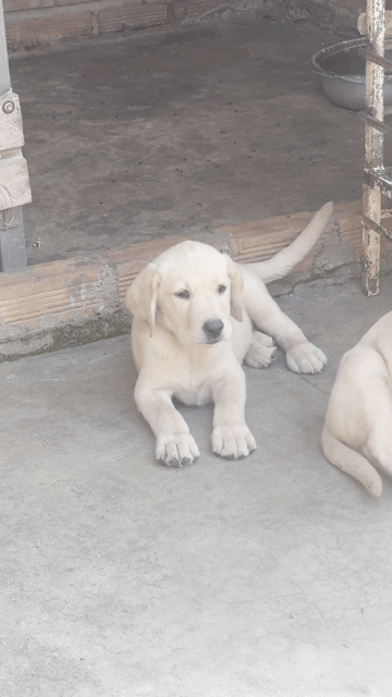 Chó Labrador Vàng kem 2 tháng đã tiêm. Mua bán Chó tại Thành phố Thủ Đức Tp Hồ Chí Minh được đăng bởi Huyền chip hình 1