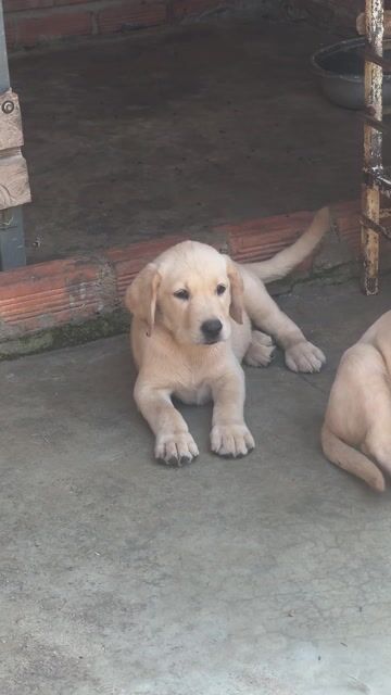 Chó Labrador Vàng kem 2 tháng đã tiêm. Mua bán Chó tại Thành phố Thủ Đức Tp Hồ Chí Minh được đăng bởi Huyền chip hình 1