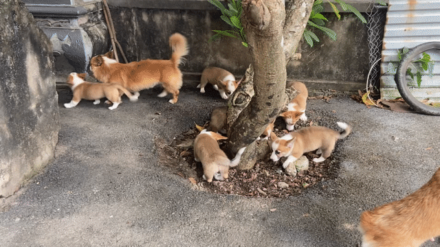 Chó Corgi Nâu trắng đã tiêm phòng thân thiện. Mua bán Chó tại Quận Bắc Từ Liêm Hà Nội được đăng bởi NGỌC ÁNH hình 1