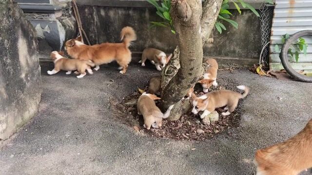Chó Corgi Nâu trắng đã tiêm phòng thân thiện. Mua bán Chó tại Quận Bắc Từ Liêm Hà Nội được đăng bởi NGỌC ÁNH hình 1