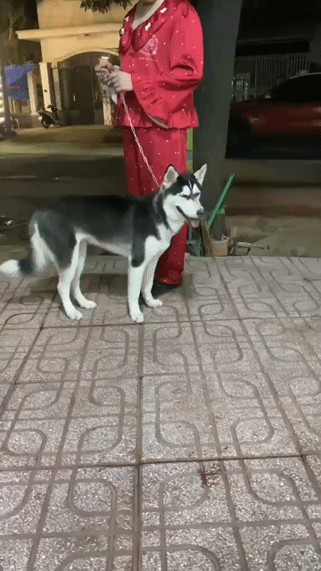 Chó Husky Đen trắng mắt Xanh. Mua bán Chó tại Thành phố Biên Hòa Đồng Nai được đăng bởi hang lete hình 1