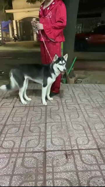 Chó Husky Đen trắng mắt Xanh. Mua bán Chó tại Thành phố Biên Hòa Đồng Nai được đăng bởi hang lete hình 1