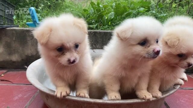 Chó Phốc Sóc Trắng kem 45 ngày. Mua bán Chó tại Huyện Thường Tín Hà Nội được đăng bởi hồng hải hình 1