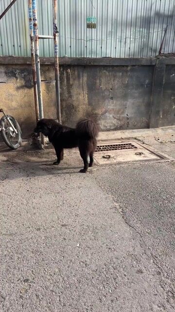 Chó Xù Bắc Hà Cái Đen 25kg. Mua bán Chó tại Thành phố Dĩ An Bình Dương được đăng bởi Hưng Motor hình 1