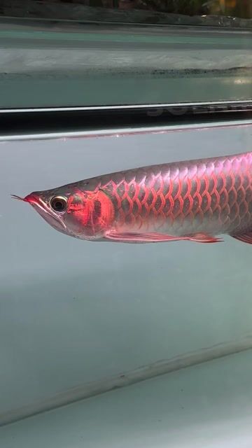 Cá cảnh Đỏ size 33-35. Mua bán Thú cưng khác tại Thành phố Đồng Xoài Bình Phước được đăng bởi Hiếu Taek hình 1