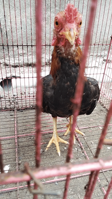 Gà tre Bắc . Mua bán Gà tại Thành phố Thủ Dầu Một Bình Dương được đăng bởi Trung hình 1