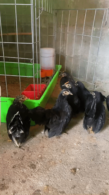 Gà Serama 3 tháng tuổi. Mua bán Gà tại Huyện Châu Đức Bà Rịa - Vũng Tàu được đăng bởi Nguyen HK hình 1