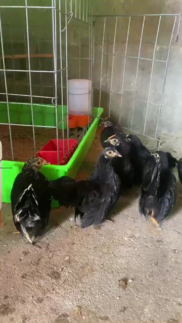 Gà Serama 3 tháng tuổi. Mua bán Gà tại Huyện Châu Đức Bà Rịa - Vũng Tàu được đăng bởi Nguyen HK hình 1