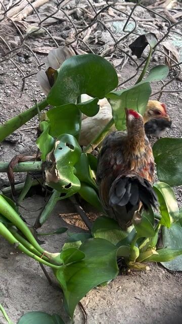 Gà Sherema trống tơ. Mua bán Gà tại Quận Thốt Nốt Cần Thơ được đăng bởi Phan Van Khai hình 1